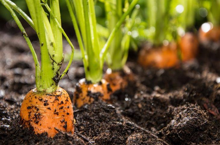 La culture de la carotte au menu du Magazine agropastoral