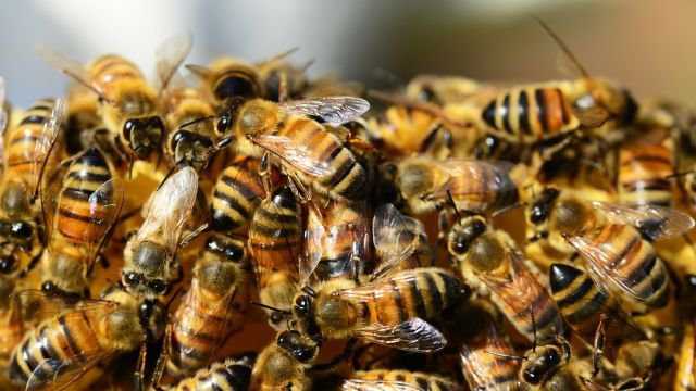 L’apiculture et ses opportunités : ce qu’il faut faire