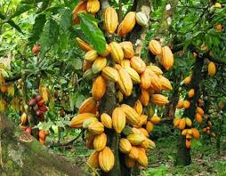 Coup de projecteur sur le filière cacao en Centrafrique