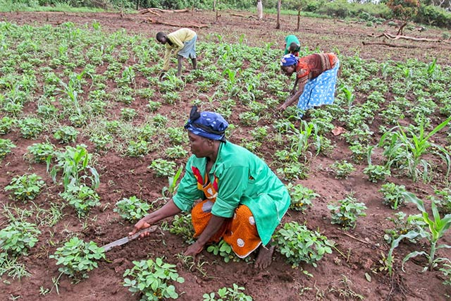 RCA: des femmes de la périphérie de Bangui croient en la terre pour s’occuper de leurs familles