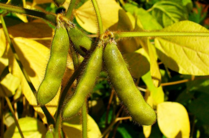 Le soja est cultivable en République Centrafricaine