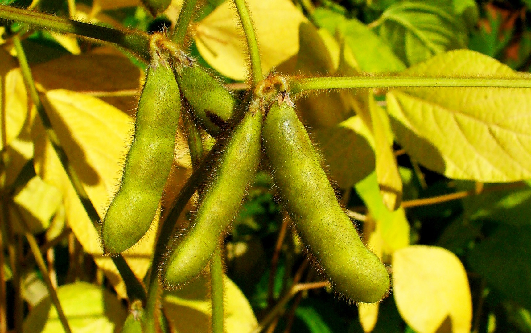 Le soja est cultivable en République Centrafricaine