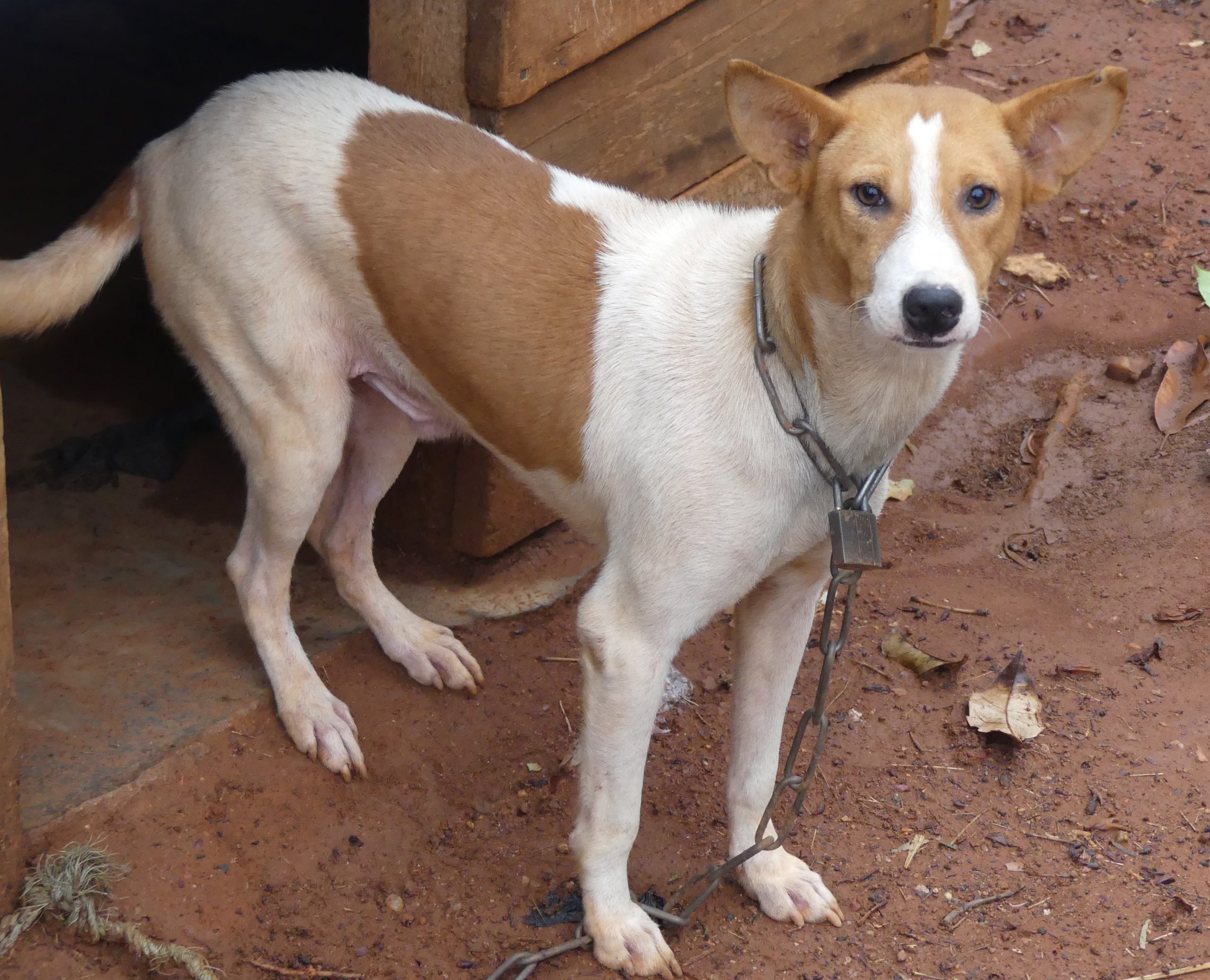 Journée mondiale du chien : comment prendre soin de cet animal de compagnie ?