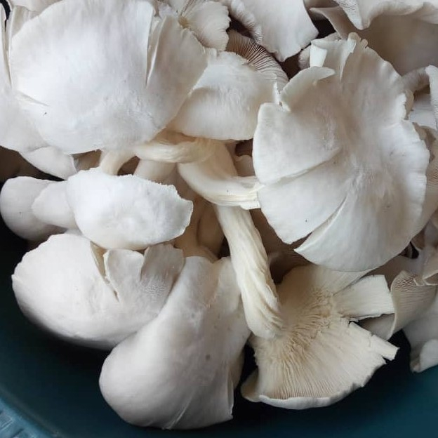 La culture du champignon une réalité en Centrafrique