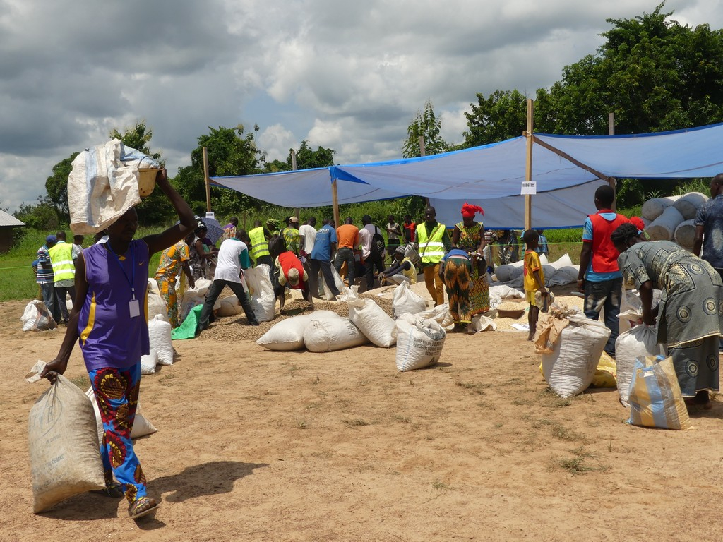La relance de l’agriculture pour la campagne 2018-2019 appuyée par la FAO en RCA