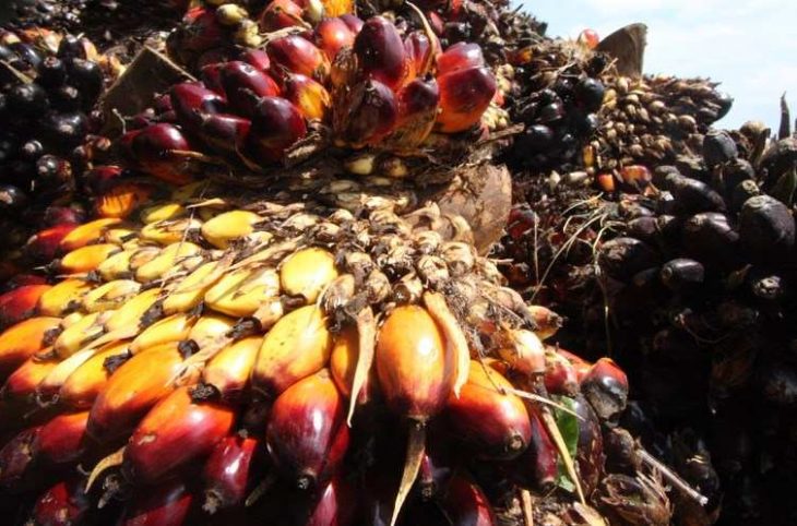 Centrafrique : la fabrication artisanale de l’huile de palme, un moyen de subsistance à Nola