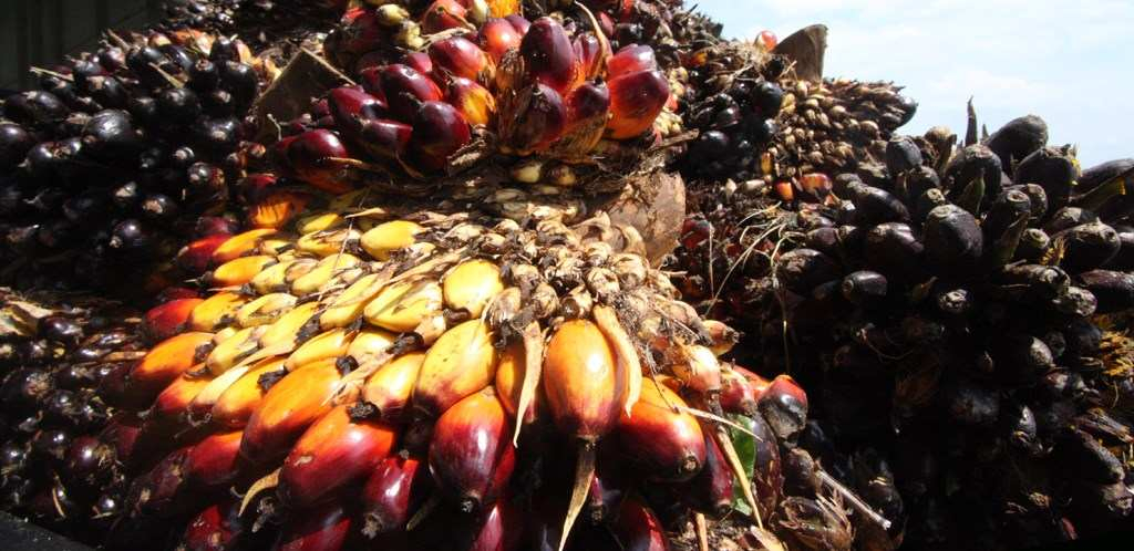 Centrafrique : la fabrication artisanale de l’huile de palme, un moyen de subsistance à Nola