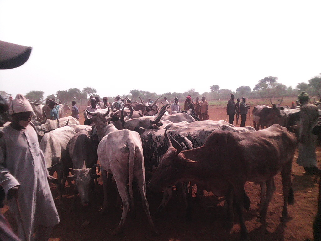 L’élevage des bovins et les diverses circonspections
