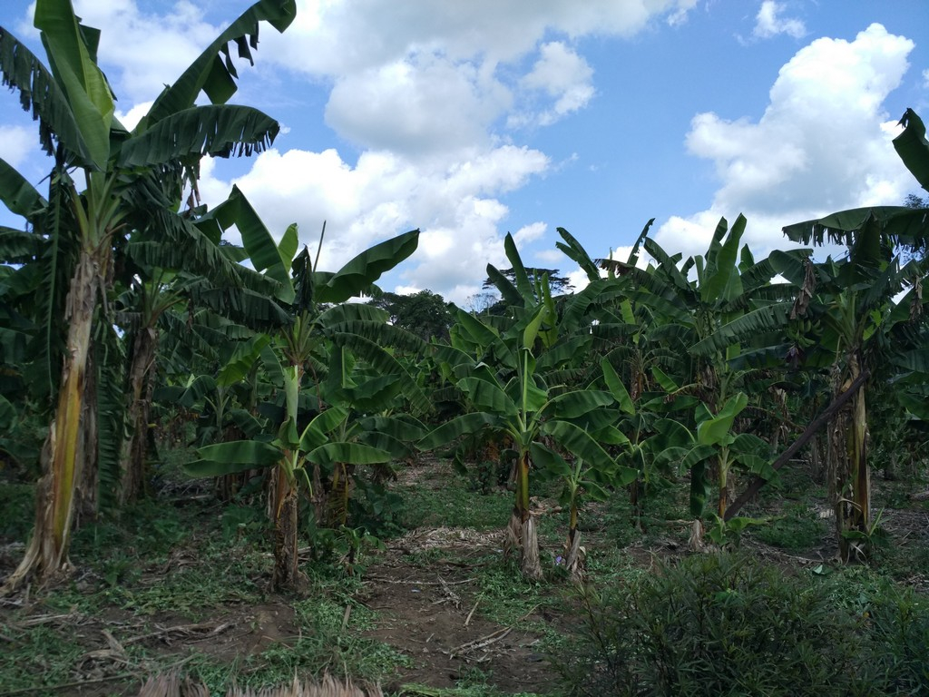 La culture du bananier améliorer comme facteur de lutte contre la faim