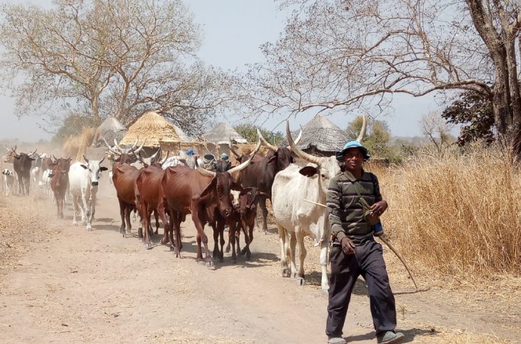 Les défis de la transhumance transfrontalière sous-régionale