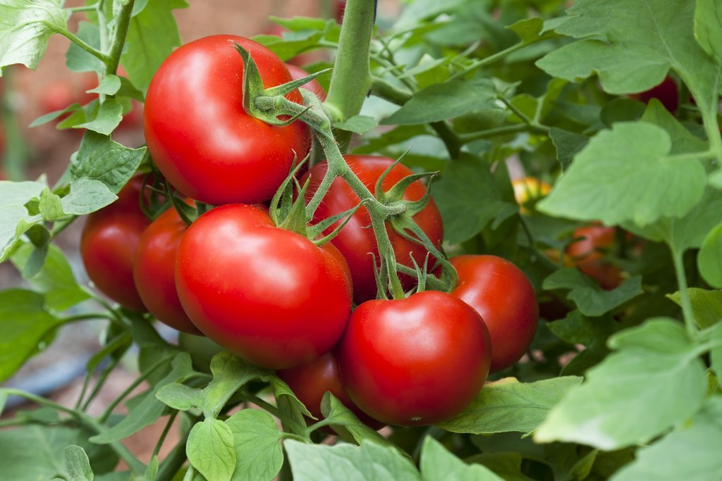 Mag-agro pastoral : la culture de la tomate
