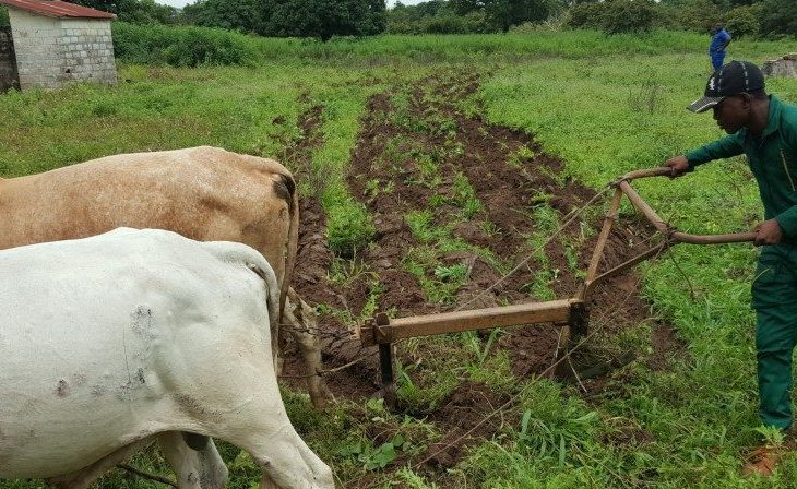 La traction animale au menu du Magazine agropastoral