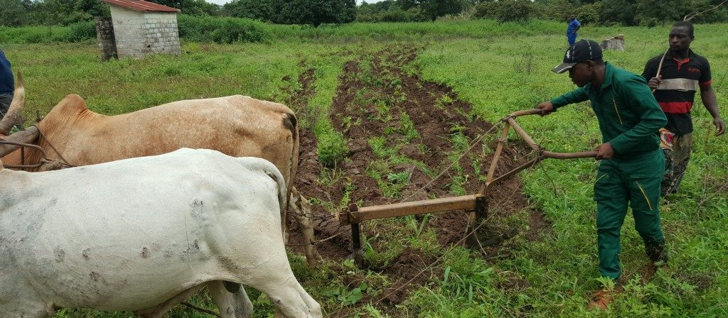 La traction animale au menu du Magazine agropastoral