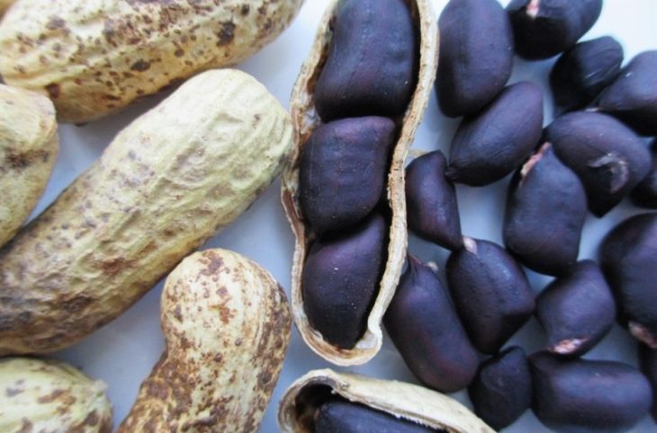 L’arachide noire "Wolkili" au menu du magazine agropastoral