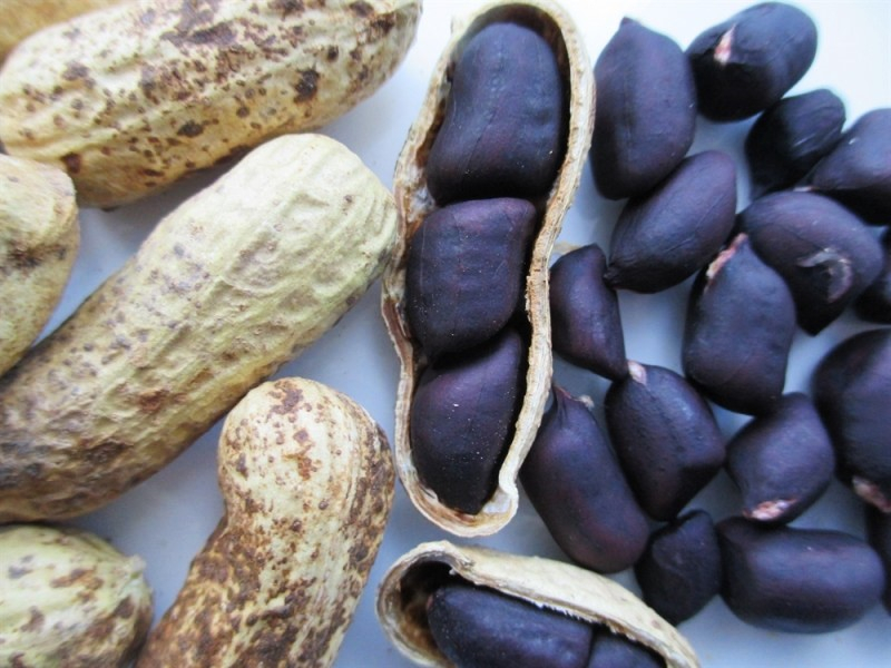 L’arachide noire « Wolkili » au menu du magazine agropastoral