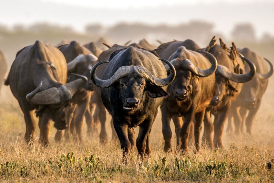 Ndélé : retour massif d’espèces protégées dans le Parc national Manovo-Gounda St Floris