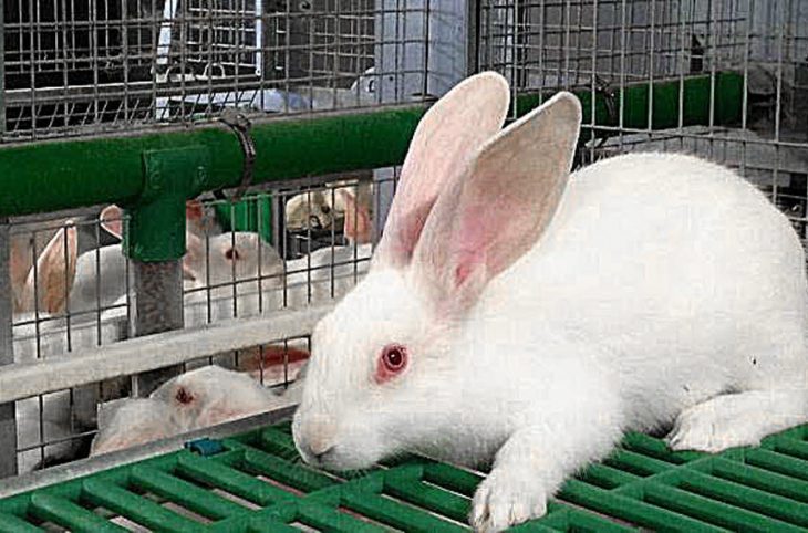 L'élevage des lapins