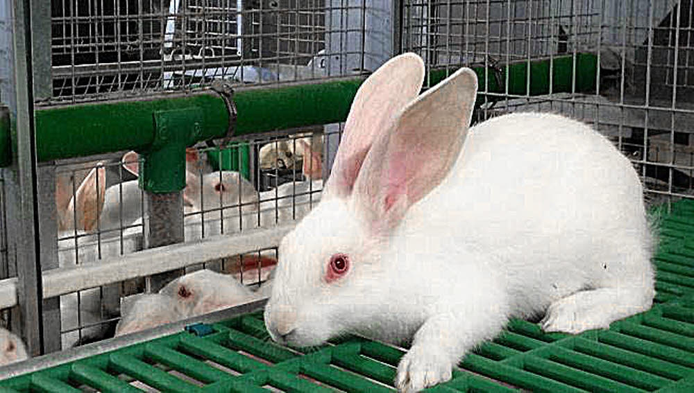 L’élevage des lapins