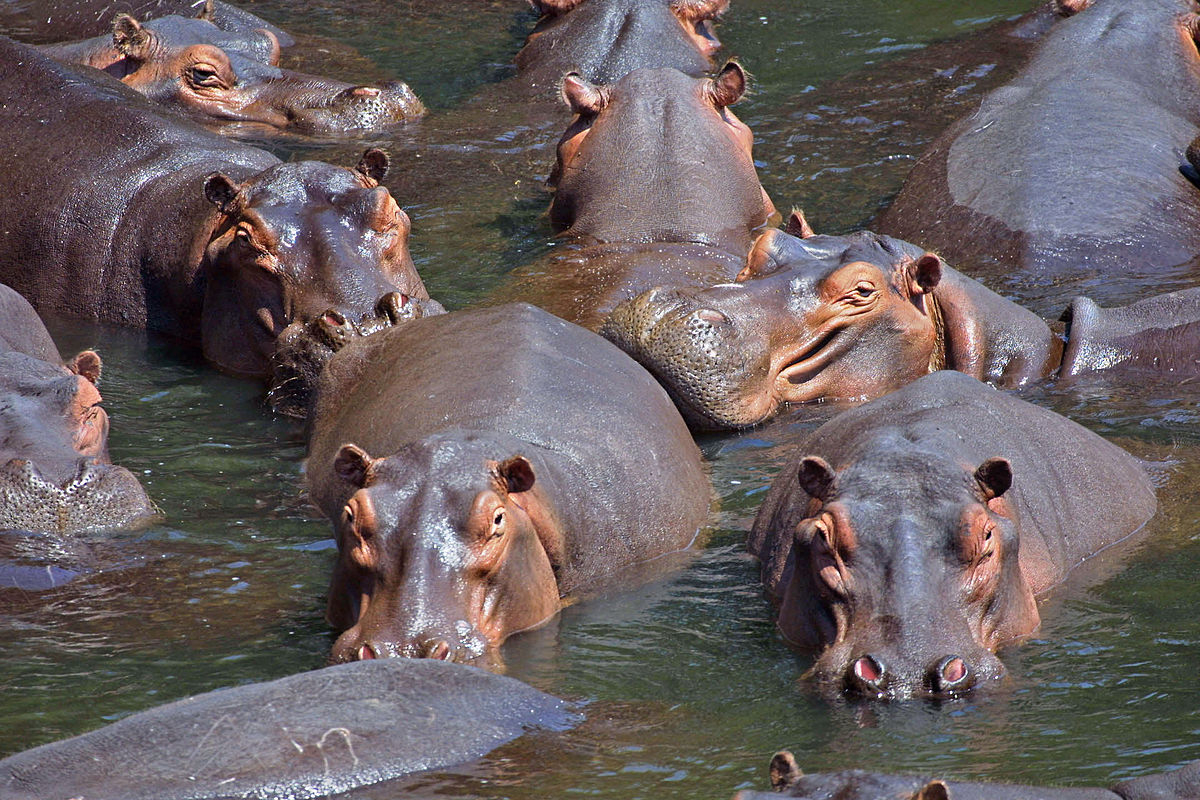 Centrafrique: plusieurs dizaines de personnes tuées par des hippopotames