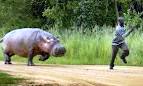 Les hippopotames menacés d’extinction en RCA