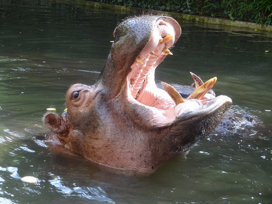 RCA: Trois personnes tuées par un hippopotame à Bayanga dans le sud-ouest