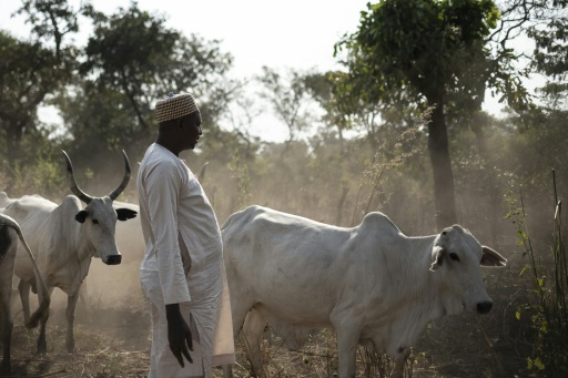 Centrafrique : rareté et hausse de prix de la viande de bœuf sur le marché à Bangassou