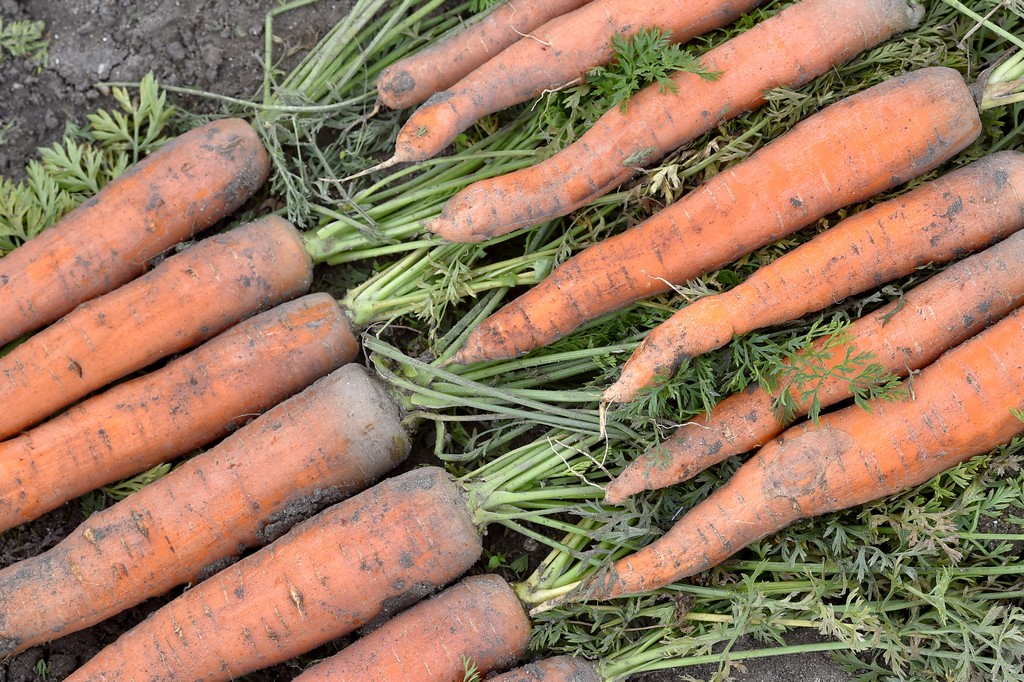 La FAO et l’ACDA volent au secours des agriculteurs