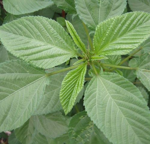 La culture de jute et ses avantages en milieux estudiantin