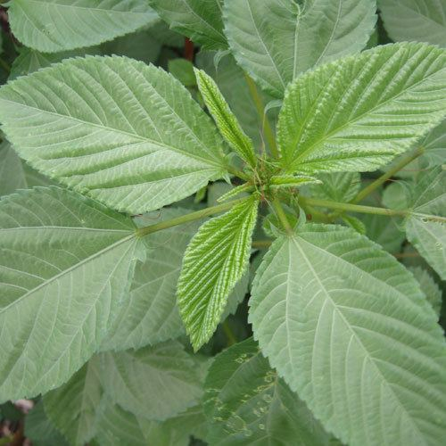 La culture de jute et ses avantages en milieux estudiantin