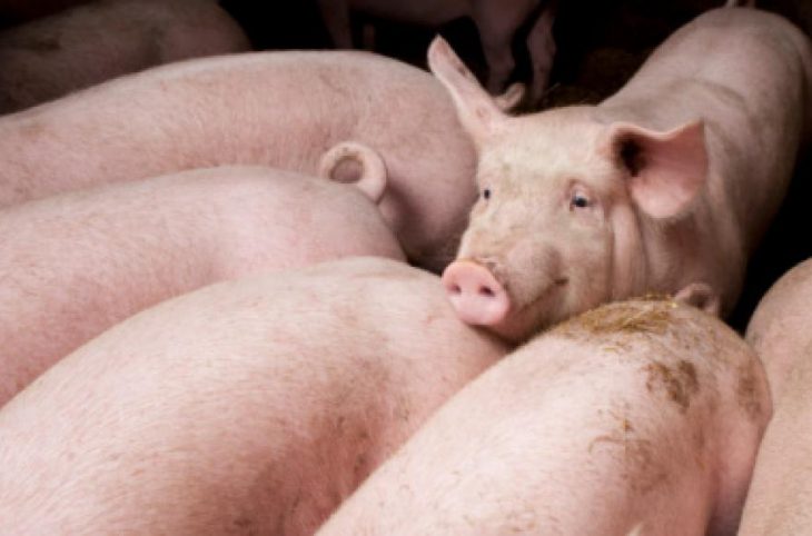 la bonne pratique de l'élevage des porcs