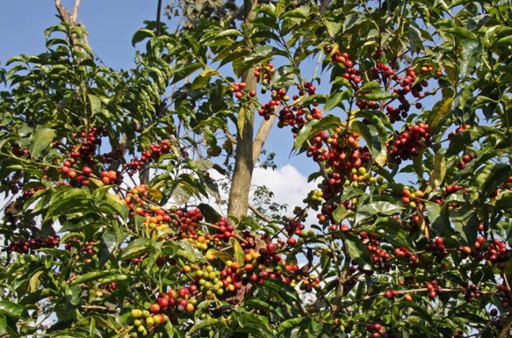 Les techniques culturales du café à Mbaïki et le lancement de la campagne vivrière 2019 à Bangui