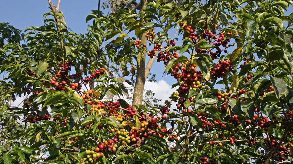 Les techniques culturales du café à Mbaïki et le lancement de la campagne vivrière 2019 à Bangui