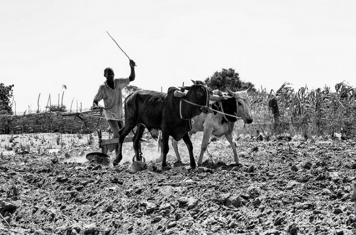 Les techniques culturales des années 1960