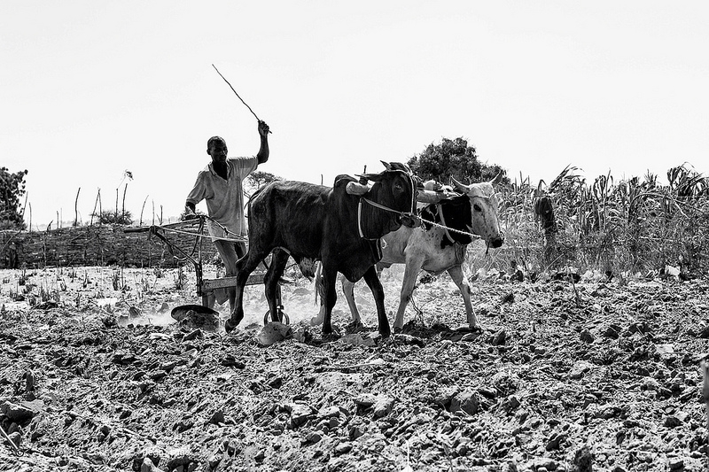 Les techniques culturales des années 1960