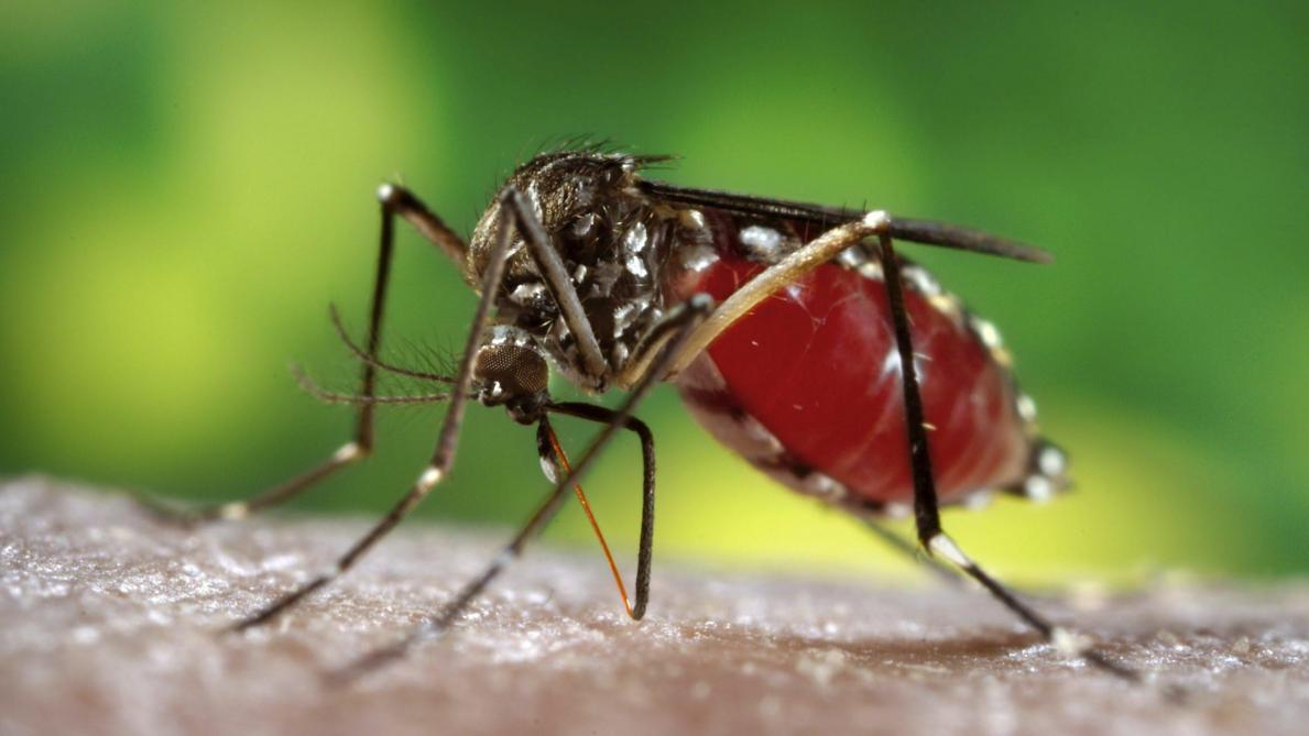 La prolifération des moustiques inquiètent les comédiens du village Linga