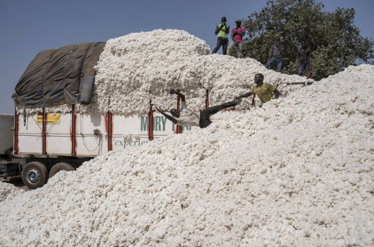 Mag/Agropastoral: La filière coton et ses défis en Centrafrique