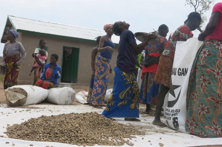 Paoua : reprise intense de la production agricole malgré une situation sécuritaire volatile