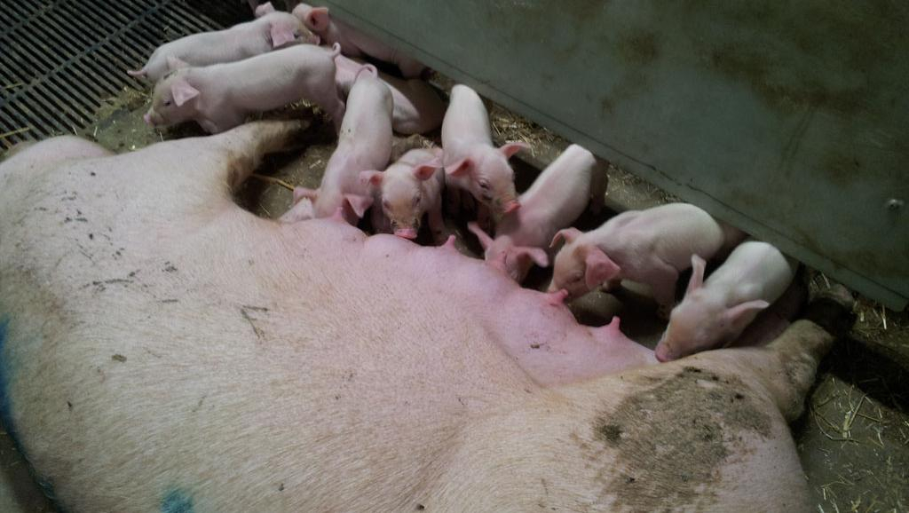 La peste porcine africaine, un handicap pour les éleveurs de porcs dans l’Ouham-Péndé