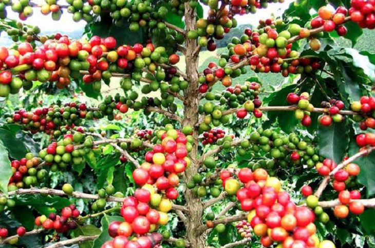 Les techniques culturales du caféier