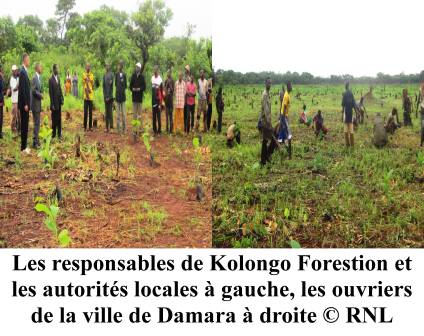 Reforestation, 60.000 tecks plantés à Boali et à Damara