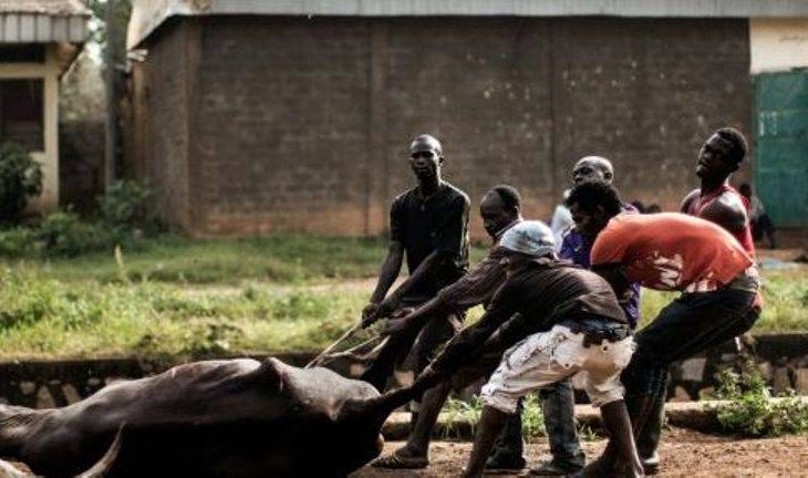 Bangassou : l’abattage clandestin des bœufs dans les quartiers inquiète la population