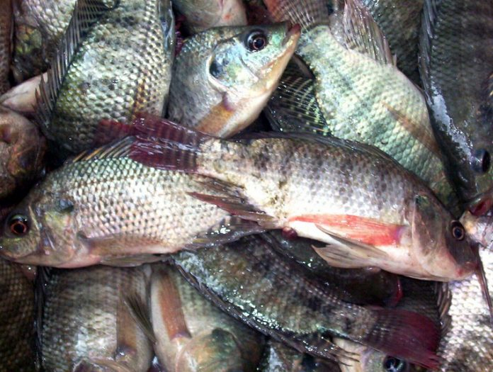 L’élevage des poissons et leurs maladies