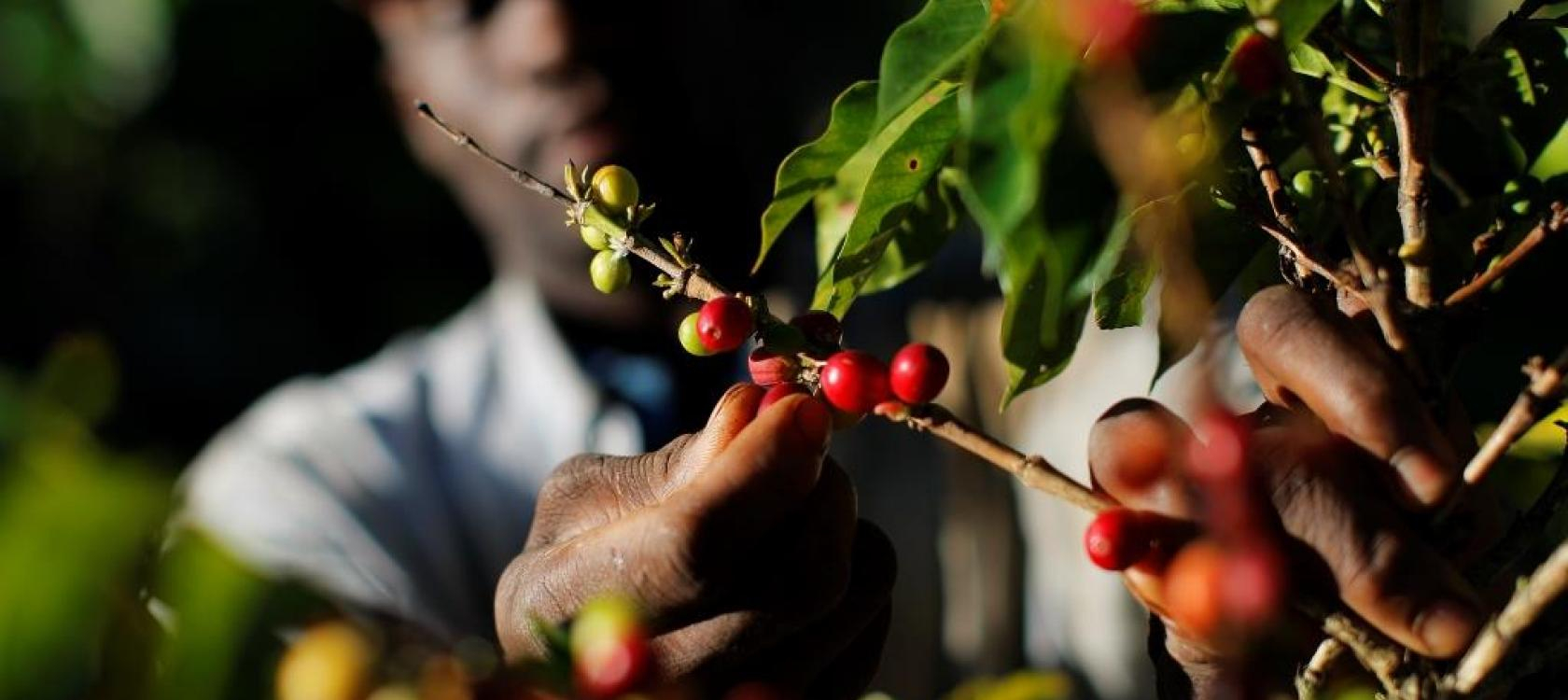 Mag-agropastoral : la baisse de la production du café centrafricain