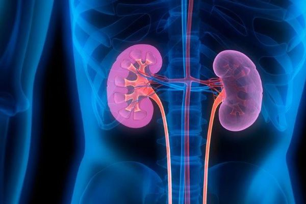 Les maladies du rein au menu du Magazine santé